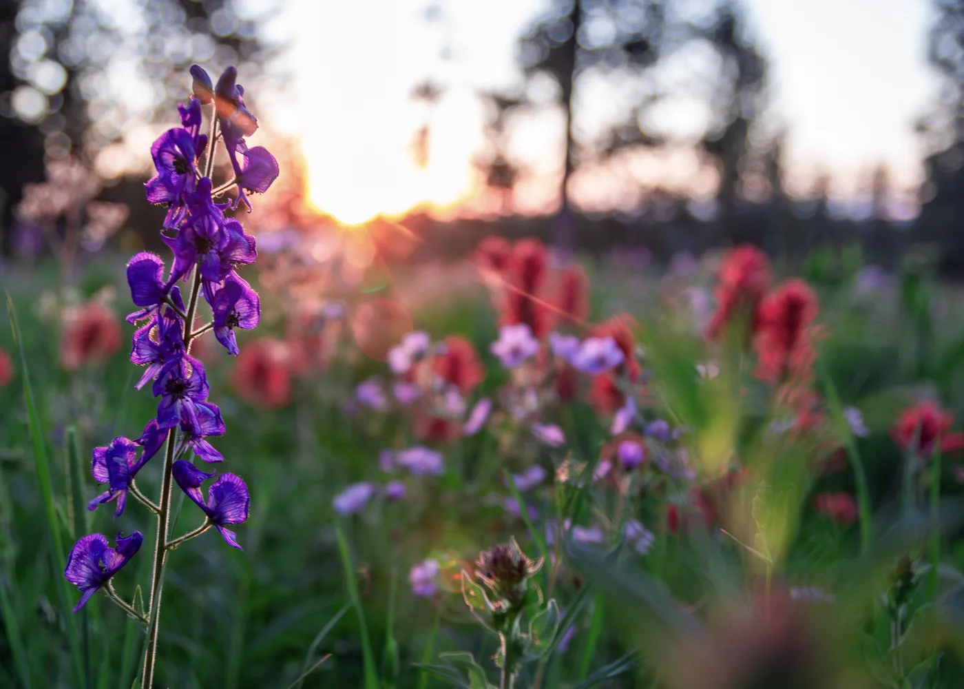 Larkspur and Fire, Wyoming